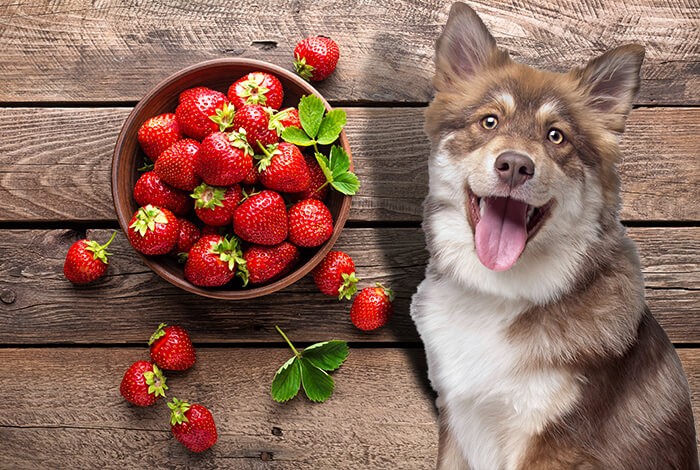 can you give a dog a strawberry