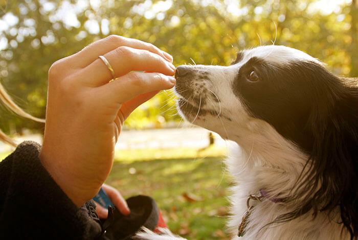 green bean dog treat recipe