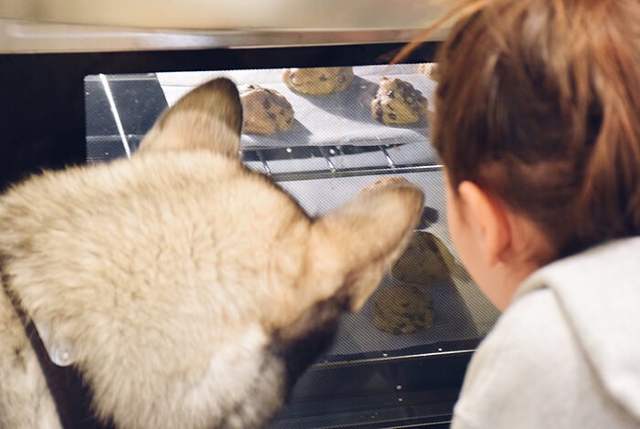 A furry dog and his owner looking at almond cookies being baked in an oven.