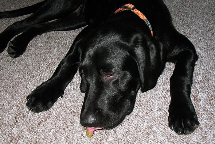 A black labrador attempting to eat a green grape.