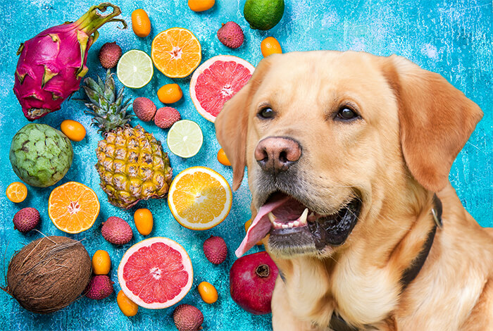 what fruit can labradors eat