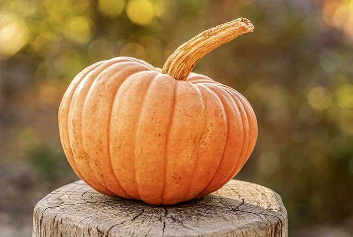 A big raw pumpkin for dogs.