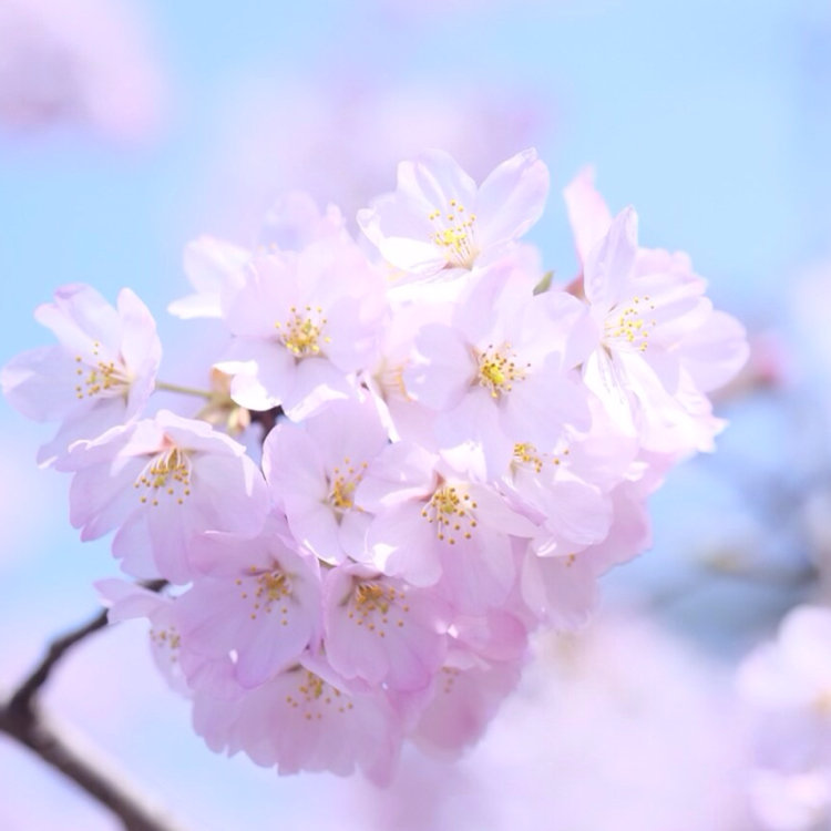 Sakuraさんの投稿 国営昭和記念公園の桜 ことりっぷ