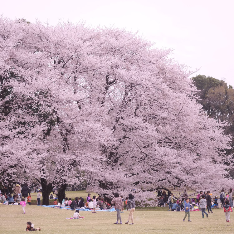 Sakuraさんの投稿 砧公園の桜 ことりっぷ