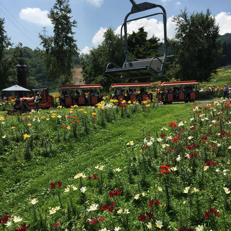 Kitchenさんの投稿 ダイナランドゆり園 ことりっぷ