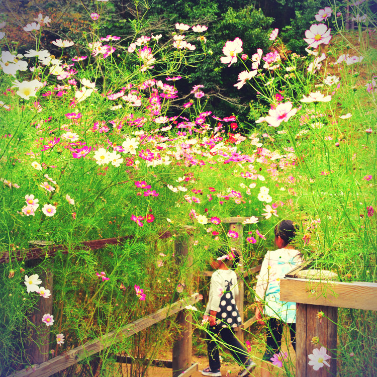 Etsunyaさんの投稿 安倍文殊院 ことりっぷ