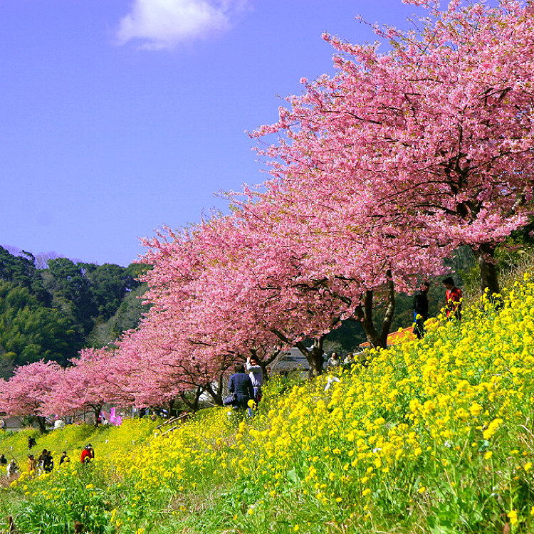 伊豆下田100景さんの投稿 菜の花畑 ことりっぷ