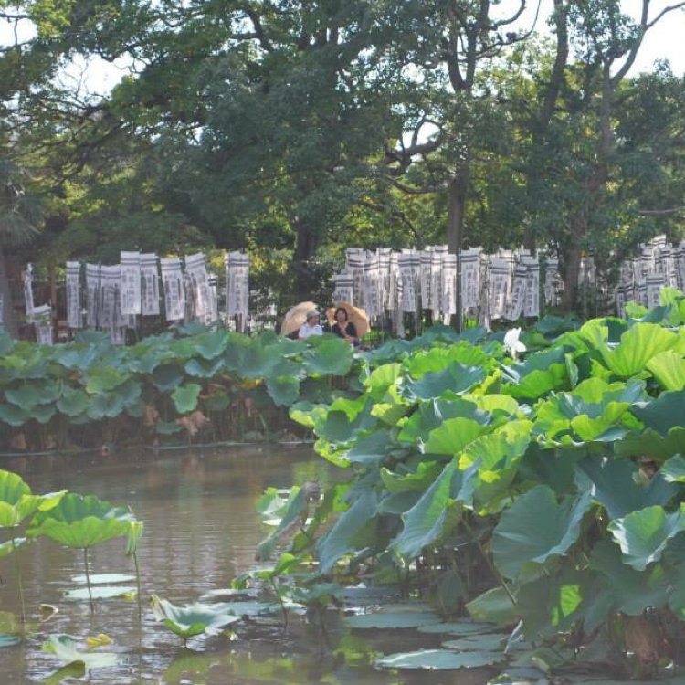 空木矛盾さんの投稿 鶴岡八幡宮 源平池 ことりっぷ