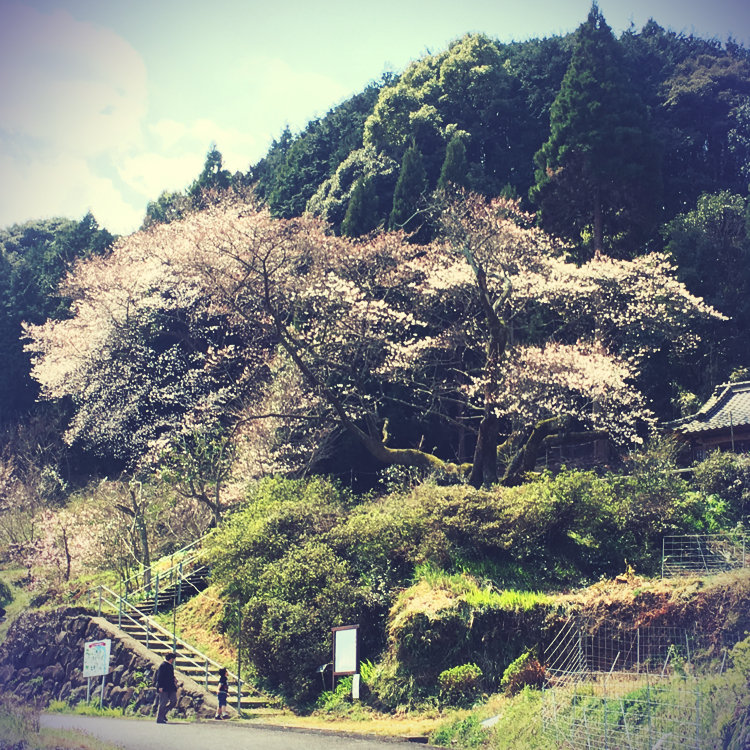 ましのさんの投稿 明星桜 ことりっぷ