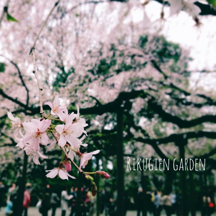 小金谷洋美さんの投稿 六義園の桜 ことりっぷ