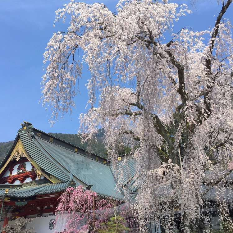 ゆーこ さんの投稿 身延山久遠寺のしだれ桜 ことりっぷ