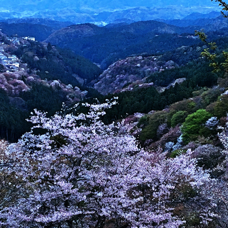 Ayuさんの投稿 花矢倉展望台 ことりっぷ