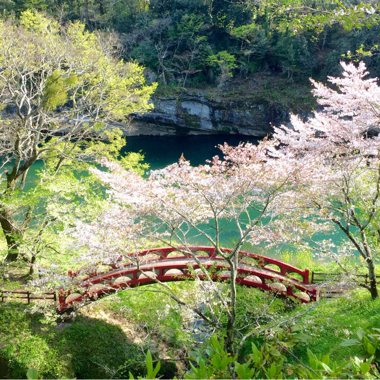 まるにゃんこさんの投稿 桜淵公園 ことりっぷ