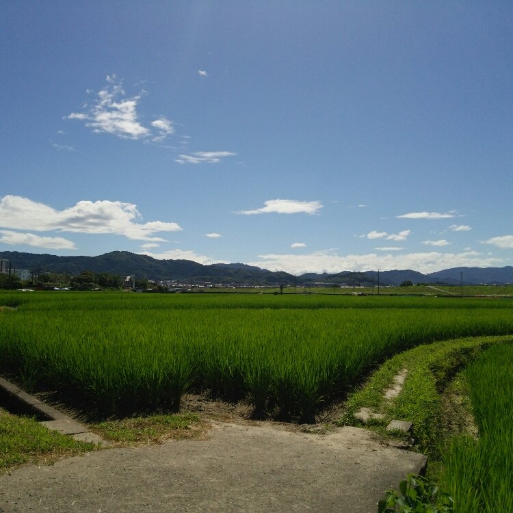 桜餅さんの投稿 京都 嵐山 ことりっぷ