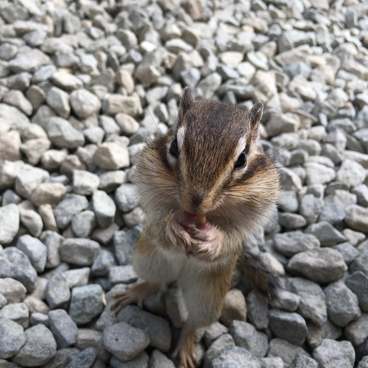 ゆぅゆさんの投稿 リスの森 飛騨山野草自然庭園 ことりっぷ