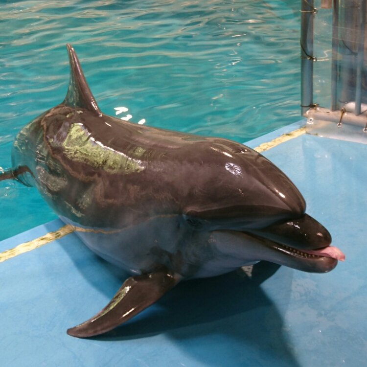 よねちゃんさんの投稿 青森県営浅虫水族館 ことりっぷ