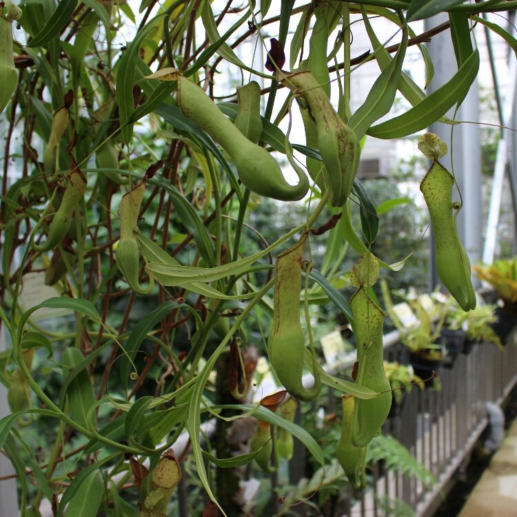 ぶらでぃ ぽさんの投稿 国立科学博物館筑波実験植物園 ことりっぷ