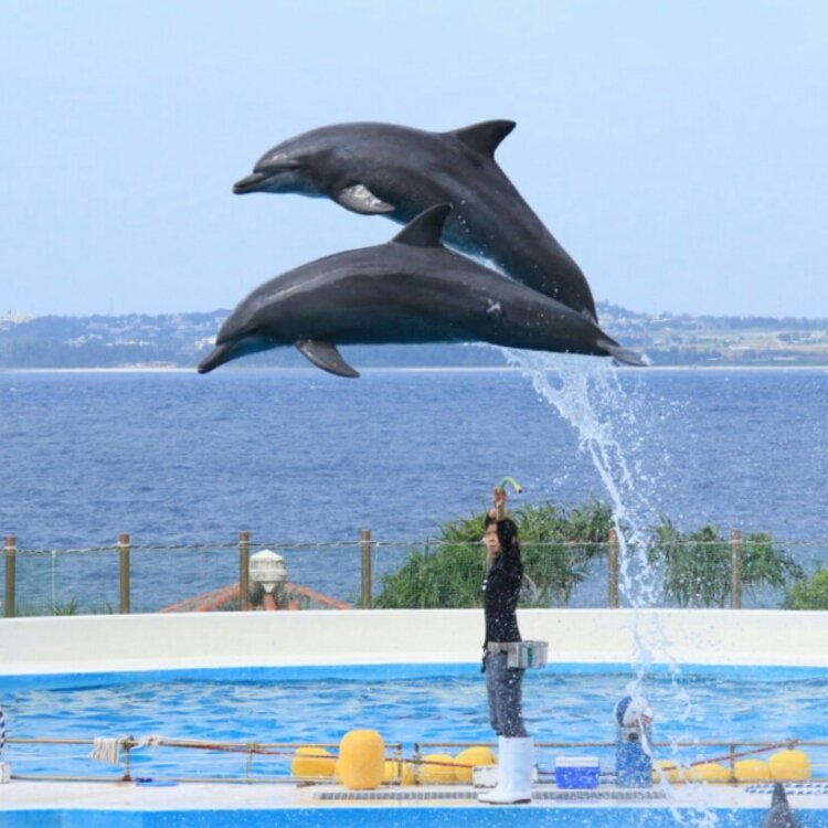 うみうさぎさんの投稿 沖縄美ら海水族館 ことりっぷ