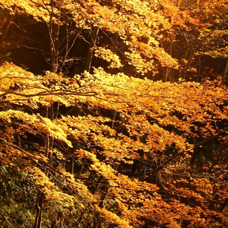 Luleeromyoさんの投稿 花園渓谷 ことりっぷ