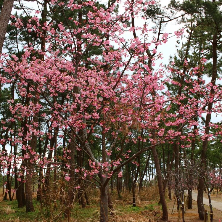 ぶらでぃ ぽさんの投稿 白子町 桜まつり ことりっぷ