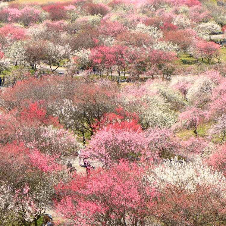 いなべ 梅林 公園