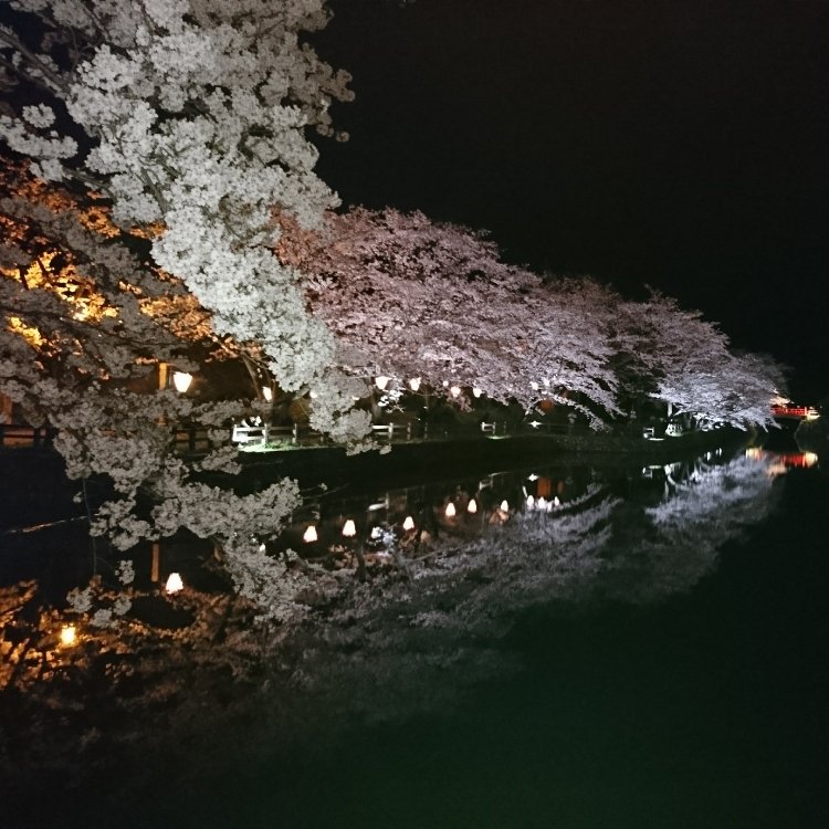 にじこさんの投稿 鹿野城跡公園の桜 ことりっぷ