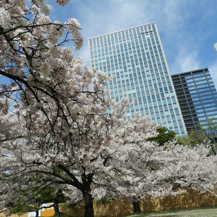 えこさんの投稿 浜離宮恩賜庭園の桜 ことりっぷ