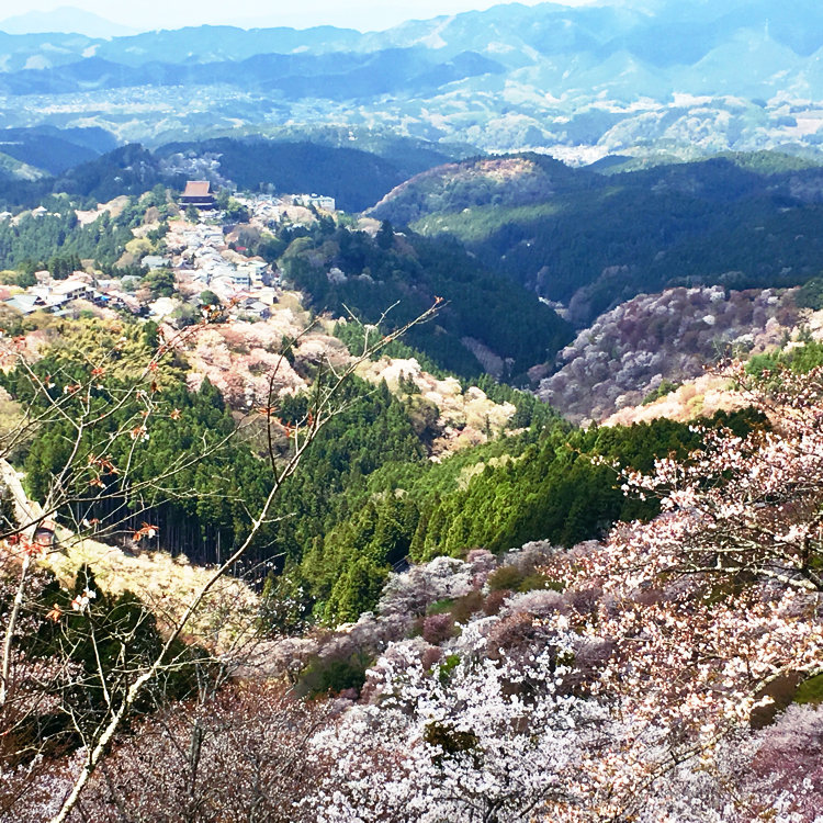 Ayuさんの投稿 花矢倉展望台 ことりっぷ