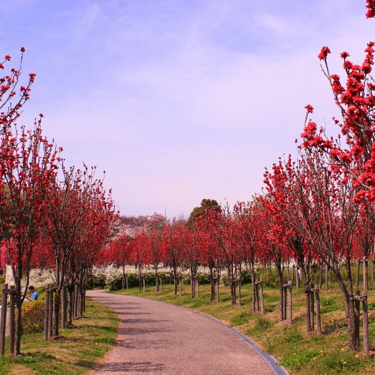 Wahahaha5さんの投稿 愛 地球博記念公園 モリコロパーク ことりっぷ