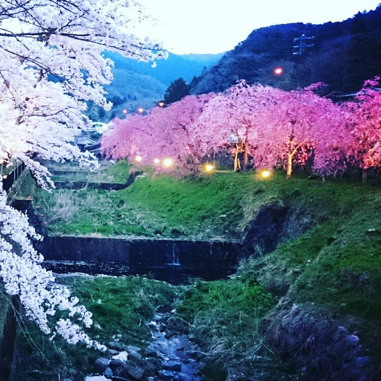 ゆずさんの投稿 宮城野早川堤の桜 ことりっぷ