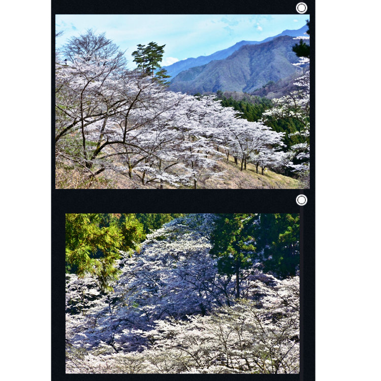 Applepieさんの投稿 群馬県立森林公園 さくらの里 ことりっぷ