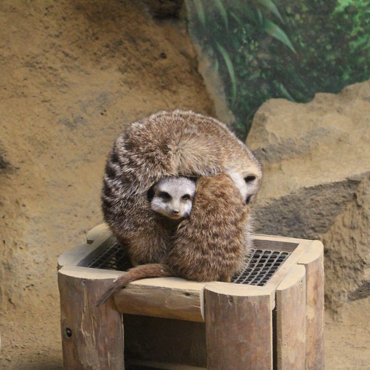 Merさんの投稿 伊豆シャボテン動物公園 ことりっぷ