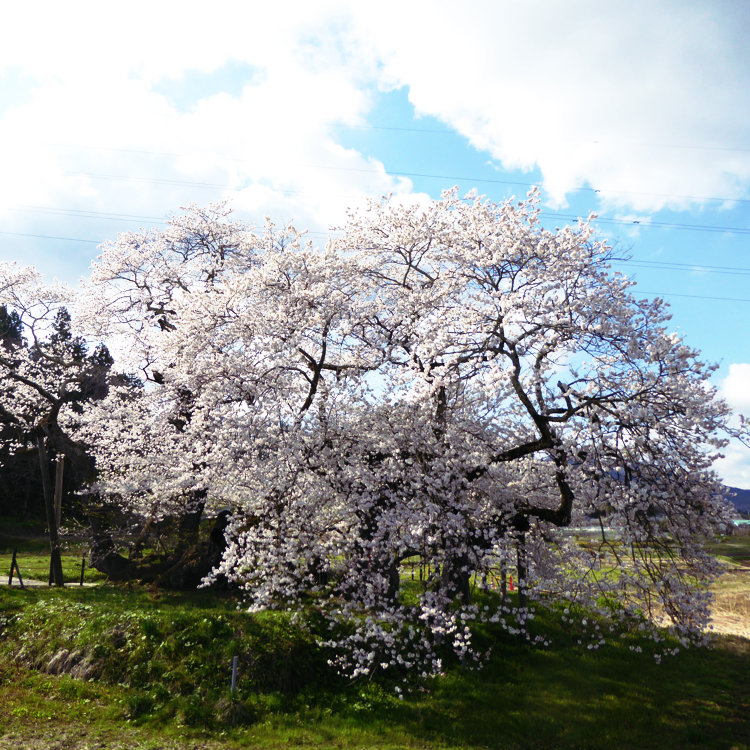 喜多乃旅人さんの投稿 石部桜 ことりっぷ