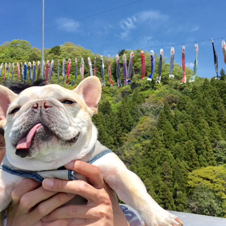 がきんちゃんさんの投稿 竜神峡鯉のぼりまつり ことりっぷ