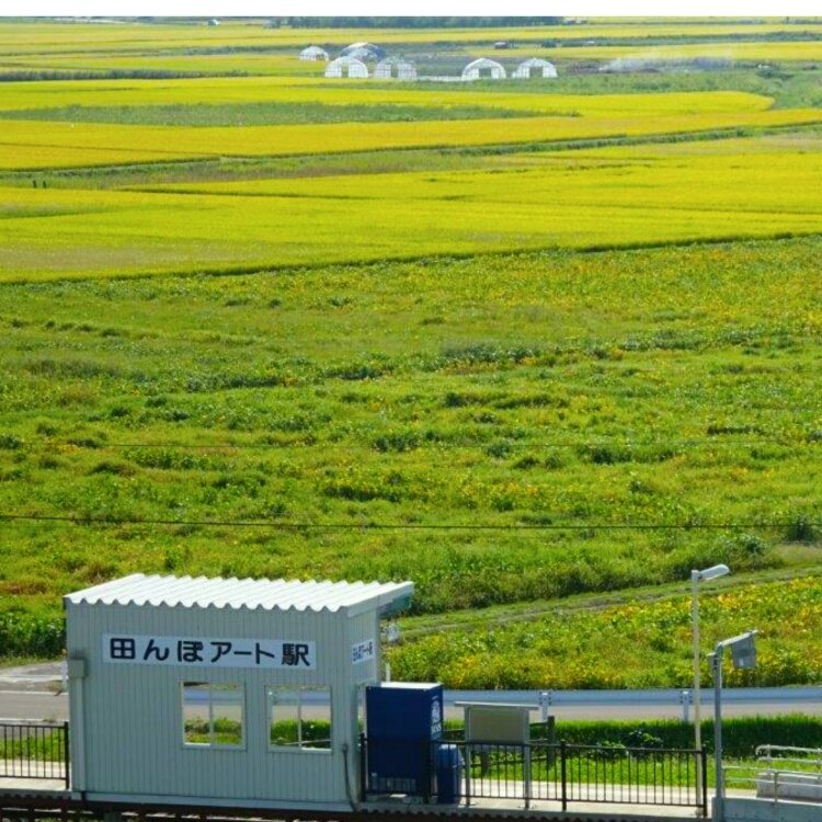 おぱすさんの投稿 田舎館村田んぼアート ことりっぷ