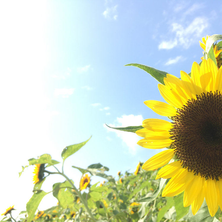 まろさんの投稿 あわじ花さじき ことりっぷ