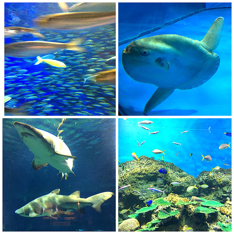 水族館 アクア 割引 大洗 ワールド