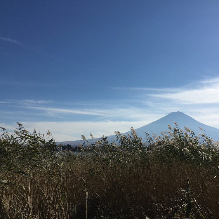 Rokoさんの投稿 ブルーベリーの里 河口湖自然生活館 ことりっぷ