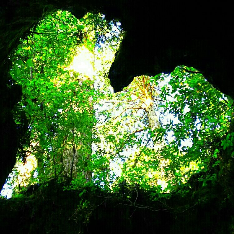 ころすけ さんの投稿 屋久島 ウィルソン株 ことりっぷ