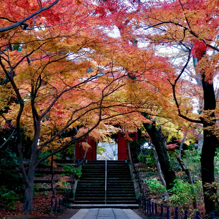 都内からも行きやすい 千葉 松戸紅葉スポット3選 ことりっぷ