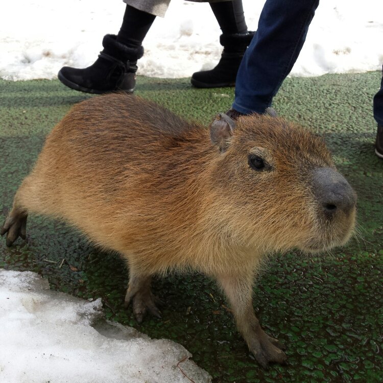 Malteseさんの投稿 伊豆シャボテン動物公園 ことりっぷ