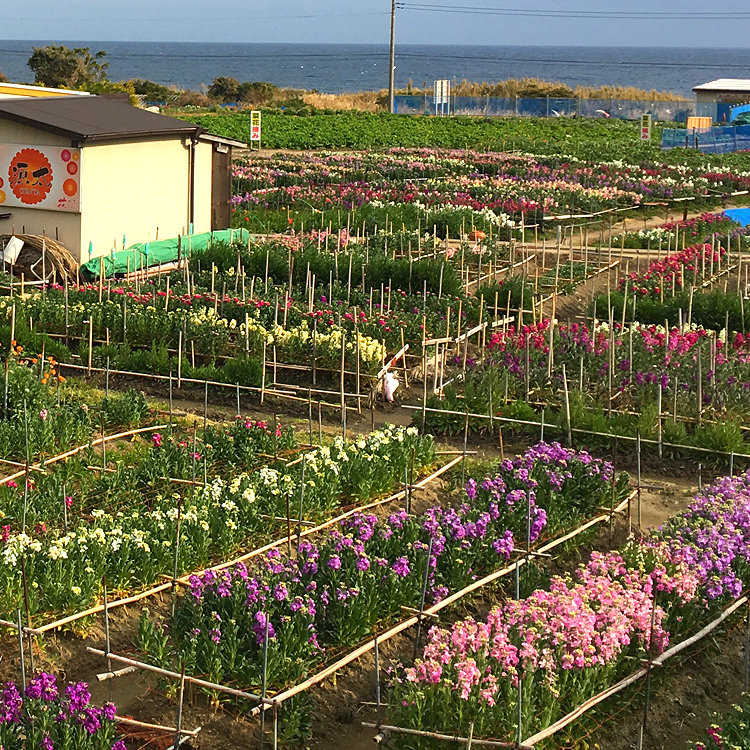 ミントさんの投稿 白間津花畑 ことりっぷ