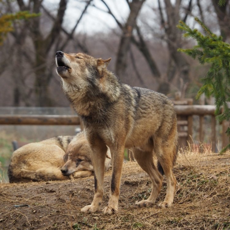 Fuji さんの投稿 東京都多摩動物公園 ことりっぷ