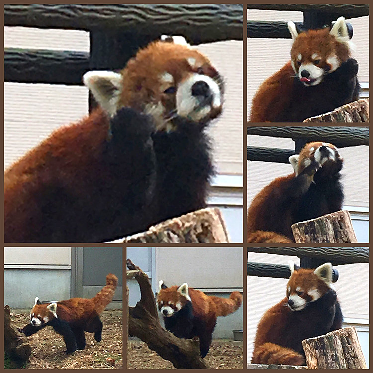 ミントさんの投稿 千葉市動物公園 ことりっぷ