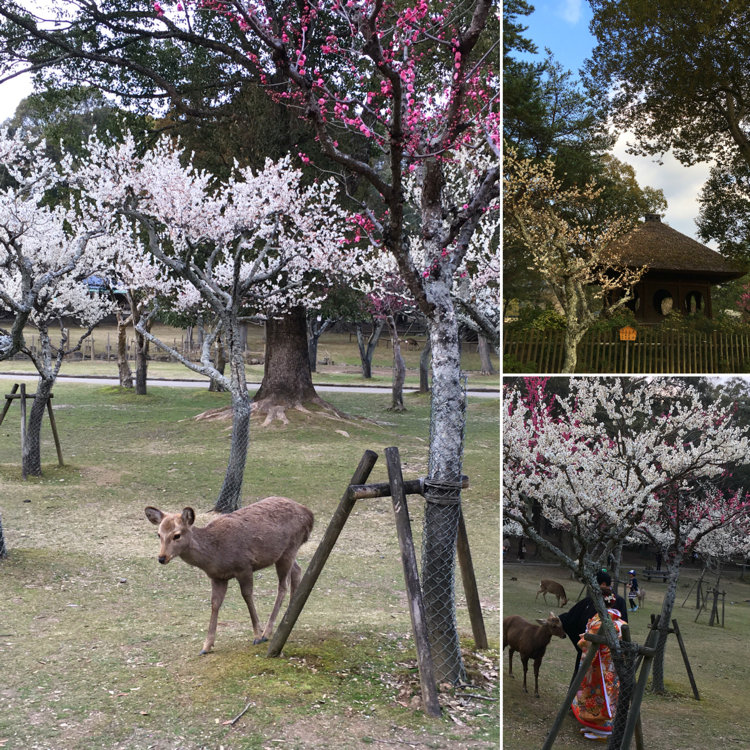 さーちゃんさんの投稿 奈良公園 片岡梅林 ことりっぷ