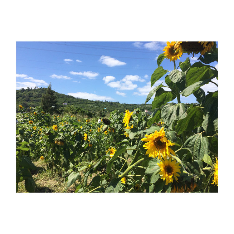 Jiheeさんの投稿 北中城村 しおさい公苑 ひまわり畑 ことりっぷ Jiheeさんの投稿 北中城村 しおさい公苑 ひまわり畑 ことりっぷ