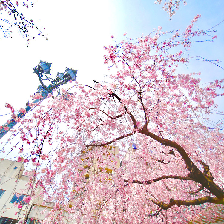 Mioさんの投稿 隅田公園桜まつり ことりっぷ