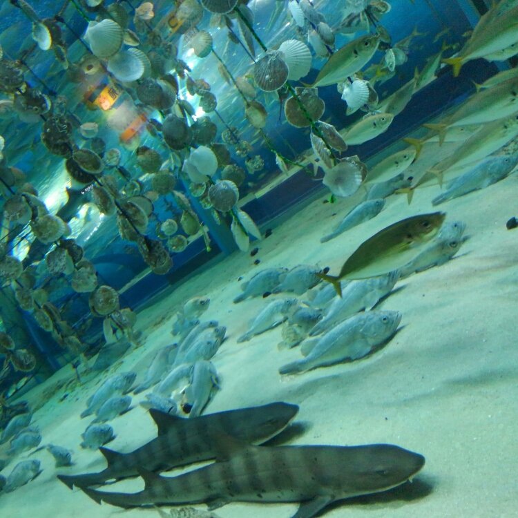 チョビコさんの投稿 青森県営浅虫水族館 ことりっぷ