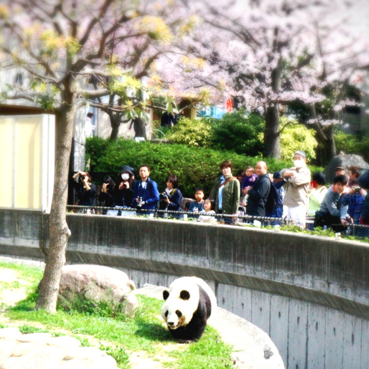 Sakura さんの投稿 神戸市立王子動物園 ことりっぷ