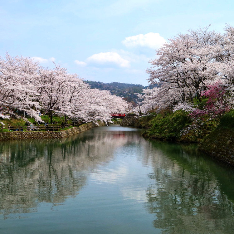 Babinskiさんの投稿 鹿野城跡公園の桜 ことりっぷ